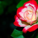 rose1