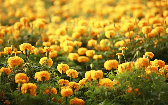 yellow1